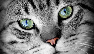 Ученые выяснили, что кошки могут копировать поведение людей - mirnov.ru - Будапешт