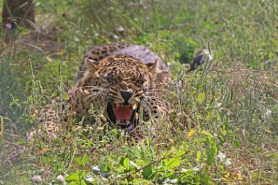 Мужчина поклялся отомстить леопарду за убитую корову и год ждал гибели хищника - lenta.ru - India - штат Керала