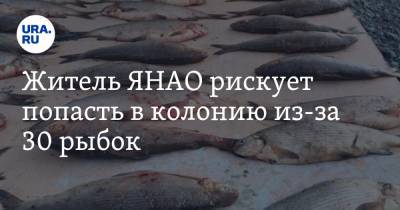 Житель ЯНАО рискует попасть в колонию из-за 30 рыбок - ura.news - Россия - окр. Янао - окр. Уральский