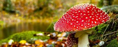 В Новосибирской области отравились грибами восемь человек - runews24.ru - Новосибирская обл. - район Мошковский