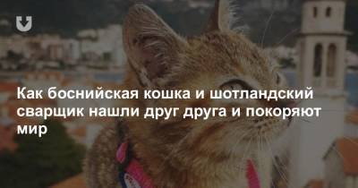 Как боснийская кошка и шотландский сварщик нашли друг друга и покоряют мир - news.tut.by - Шотландия - Черногория - Амстердам