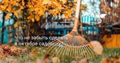 Что не забыть сделать в октябре садоводу? - skuke.net