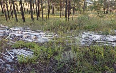 В пригороде Улан-Удэ неизвестные устроили кладбище ртутных ламп - infpol.ru - Улан-Удэ