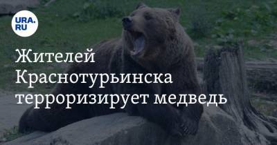 Жителей Краснотурьинска терроризирует медведь - ura.news - Краснотурьинск