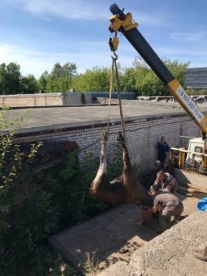 Череповецкого лося в сонном состоянии доставили в лес - vologda-poisk.ru - Вологда - Череповец