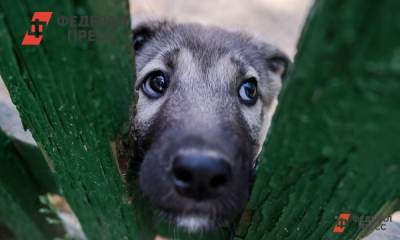 На Ямале прокуратура заставила чиновников ловить бездомных собак - fedpress.ru - район Приуральский