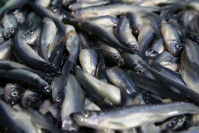 Массовая гибель рыбы произошла в водоеме под Тулой - interfax-russia.ru - Тула