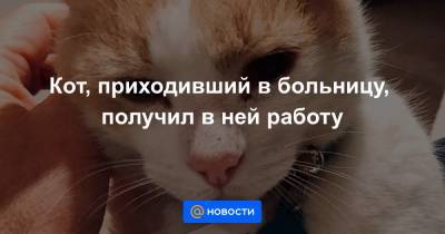 Екатерина Гура - Кот, приходивший в больницу, получил в ней работу - news.mail.ru