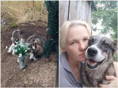 Пёс три года жил на могиле хозяина (3 фото) - skuke.net - Кривой Рог