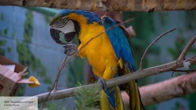 Пять попугаев британского зоопарка изолируют, чтобы они не оскорбляли людей - politros.com