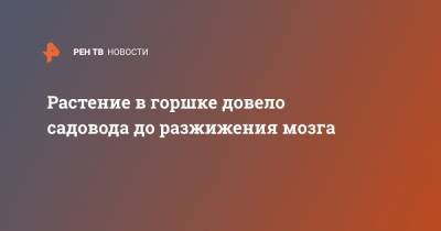 Растение в горшке довело садовода до разжижения мозга - ren.tv