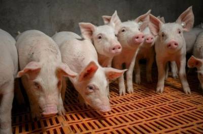 В Хабаровском крае действуют 9 очагов африканской чумы свиней - hab.aif.ru - Хабаровский край - Хабаровск - район Хабаровский