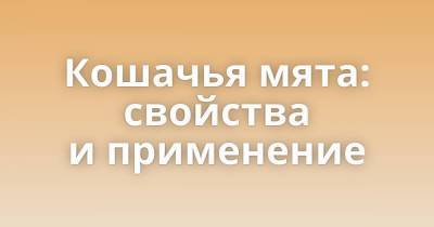 Кошачья мята: свойства и применение - skuke.net - Интересно