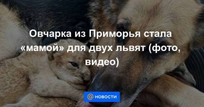 Овчарка из Приморья стала мамой для двух львят (фото, видео) - skuke.net - Приморье край - район Надеждинский