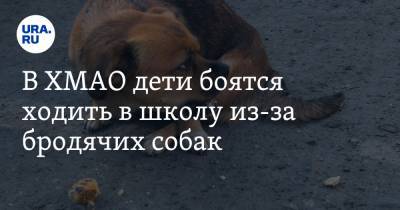 В ХМАО дети боятся ходить в школу из-за бродячих собак - ura.news - Югра - Нефтеюганск