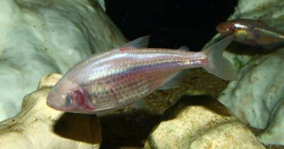 О регенерации сердца человека подскажут редкие рыбы - popmech.ru - Техас - Мексика