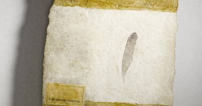 Спустя 159 лет ученые узнали историю самого древнего пера - popmech.ru - Германия - шт.Флорида