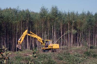 Антон Цветков - Власть должна сделать всё возможное для восстановления лесного хозяйства, считает эксперт - pnp.ru - Россия