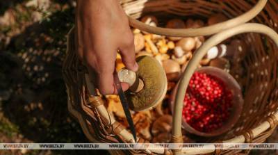 В Гомельской области пять человек отравились грибами - belta.by - Гомель - район Буда-Кошелевский