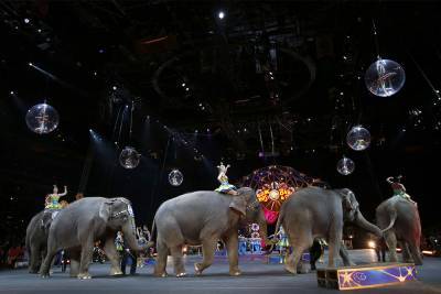 Во Франции - Во Франции решили запретить использование диких животных в передвижных цирках - rtvi.com - Франция