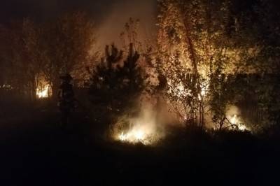 В Луганской области загорелся лес: пожар тушат более тысячи людей - newsone.ua - Луганская обл. - район Новоайдарский - район Старобельский