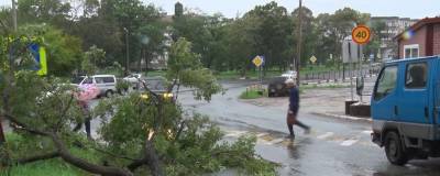В Приморье поваленное ураганом дерево насмерть придавило человека - runews24.ru - Приморье край - Владивосток - район Шкотовский