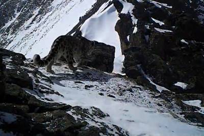 В Бурятии молчаливый снежный барс впервые подал голос - ulan.mk.ru - респ.Бурятия - район Тункинский