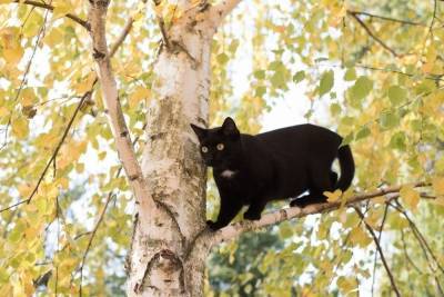 Спасатели сняли с дерева подростка: он полез спасать кошку и застрял - novos.mk.ru