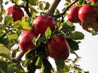 Ученые предлагают этой осенью наблюдать за яблонями - polit.ru - Россия