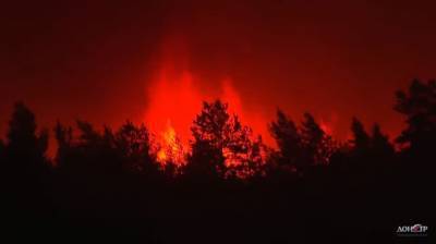 Пожар в Тарасовском районе: огонь прошел уже 1250 гектаров - dontr.ru - район Тарасовский