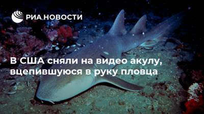 В США сняли на видео акулу, вцепившуюся в руку пловца - ria.ru - Москва - США - шт.Флорида