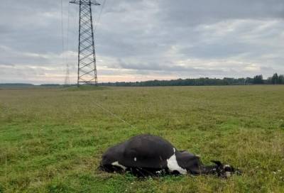 В деревне под Волосово умерла корова. Она наступила на электрический кабель - online47.ru - район Волосовский