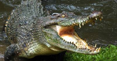 Крокодила весом в два центнера поймали в Миссисипи - ren.tv - США - штат Миссисипи - Уганда
