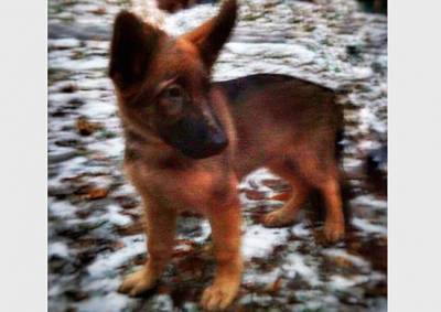 Россия подарит французской полиции щенка в память об убитой террористами собаке - vinegret.cz - Россия - Франция - Париж