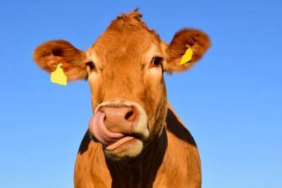 Вакцинация коров от узелкового дерматита началась в Хабаровске - hab.aif.ru - Москва - Хабаровск - район Хабаровский