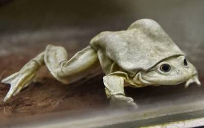 Порносайт спасает вымирающих лягушек-мошонок - korrespondent.net - США - New York - Боливия