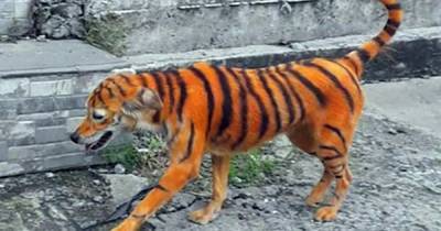 Зоозащитники возмущены окрашиванием пса в тигра - ren.tv - Малайзия