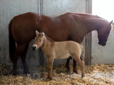 В США клонировали лошадь Пржевальского, использовав клетки, замороженные 40 лет назад - gordonua.com - США - Украина - Техас