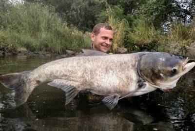 Рыбалка удалась: из Днепра выловили огромную рыбину длиной с человеческий рост (ФОТО) - enovosty.com