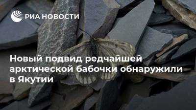 Новый подвид редчайшей арктической бабочки обнаружили в Якутии - ria.ru - Москва - Россия - респ. Саха