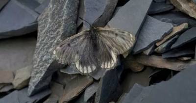 В Якутии нашли новый вид арктических бабочек - popmech.ru - респ. Саха - Томск
