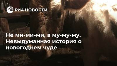 Не ми-ми-ми, а му-му-му. Невыдуманная история о новогоднем чуде - ria.ru - Москва - Калужская обл.