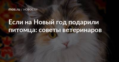 Если на Новый год подарили питомца: советы ветеринаров - mos.ru