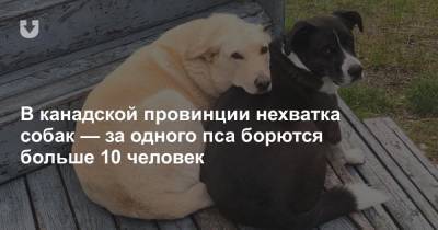 В канадской провинции нехватка собак — за одного пса борются больше 10 человек - news.tut.by