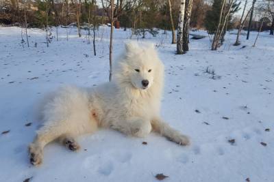 Томская полиция забрала у соседей-воров собаку и вернула хозяевам - tomsk.mk.ru - Томск - Томская обл.