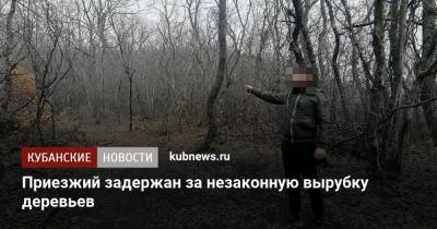 Приезжий задержан за незаконную вырубку деревьев - kubnews.ru - Анапа - Кемеровская обл.
