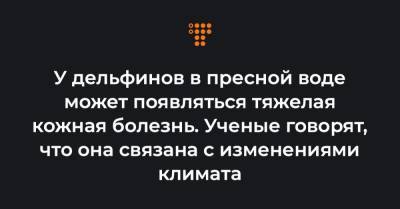 У дельфинов в пресной воде может появляться тяжелая кожная болезнь. Ученые говорят, что она связана с изменениями климата - hromadske.ua - Австралия - штат Луизиана