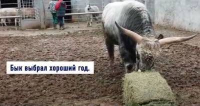 Игорь Беляков - Венгерский бык из Одесского зоопарка напророчил в основном успешный год (видео) - odessa-life.od.ua - Венгрия