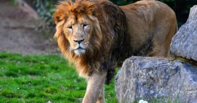 Британский актер предложил скормить себя львам из любви к природе - ren.tv - Сенегал - Дакар