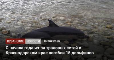 С начала года из-за траловых сетей в Краснодарском крае погибли 15 дельфинов - kubnews.ru - Краснодарский край - Геленджик - Черное Море